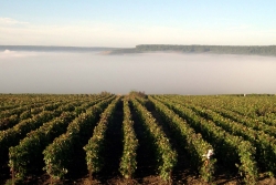 Champagne METEYER Pre & Fils - Vignoble en automne.