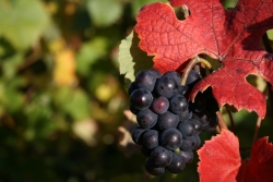 Champagne METEYER Pre & Fils -  Autumn colours in Champagne