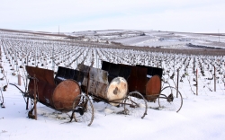 Champagne METEYER Père & Fils - Vines under snow Champagne METEYER Père & Fils - Vines under snow