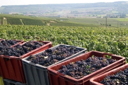 Champagne METEYER Pre & Fils - Caisses dans les vignes.