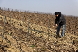 Champagne METEYER Pre & Fils - Liage de la vigne.