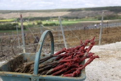 Champagne METEYER Pre & Fils - Jeunes plants.