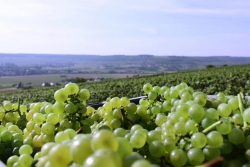 Champagne METEYER Pre & Fils - Chardonnay.