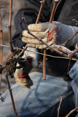 Champagne METEYER Pre & Fils - Taille en dtails.