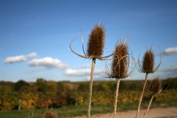 Champagne METEYER Pre & Fils - Beautiful and unspoilt nature.