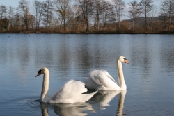 Champagne METEYER Pre & Fils - Trlou sur Marne lake.