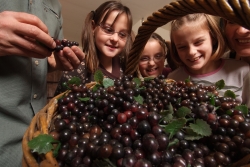 Champagne METEYER Pre & Fils - 