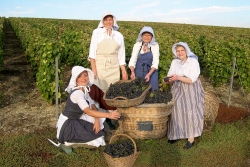 Champagne METEYER Père & Fils - Przebieranie winogron. Champagne METEYER Père & Fils - Przebieranie winogron.