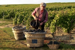 Champagne METEYER Père & Fils - Praca przy zbiorach. Champagne METEYER Père & Fils - Praca przy zbiorach.