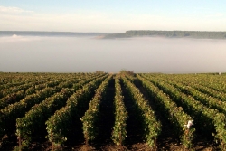 Champagne METEYER Père & Fils - Winnice w Szampanii. Champagne METEYER Père & Fils - Winnice w Szampanii.