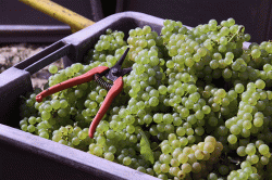 Champagne METEYER Pre & Fils - Chardonnay.