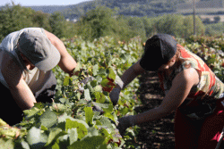 Champagne METEYER Pre & Fils - Cueillette du raisin.