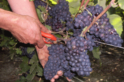 Champagne METEYER Pre & Fils - Cueillette.