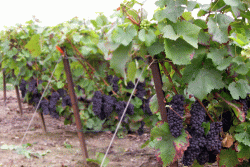 Champagne METEYER Pre & Fils - Raisins avant la cueillette. 