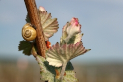Champagne METEYER Pre & Fils -  ...in all its splendor.