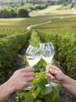 Champagne METEYER Père & Fils -  Champagne METEYER Père & Fils -