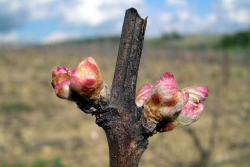 Champagne METEYER Pre & Fils - Nature...