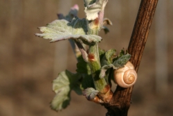 Champagne METEYER Pre & Fils - Flora 