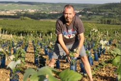 Champagne METEYER Pre & Fils - Young grape vines.