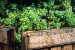 Champagne METEYER Pre & Fils - Chardonnay dans le pressoir.