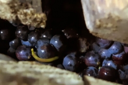 Champagne METEYER Pre & Fils - Raisin noir dans le pressoir