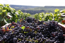 Champagne METEYER Pre & Fils - Harvest.